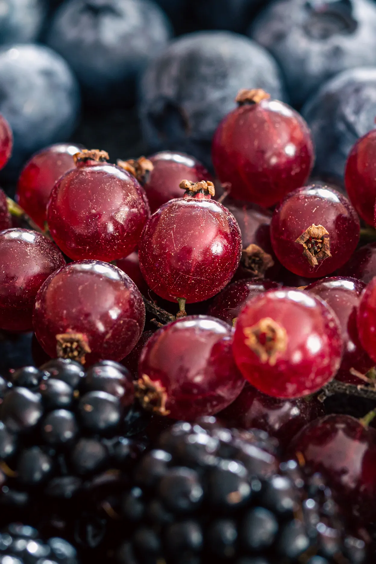 Resveratrol-Infusion